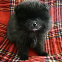 Juno, a female Pomeranian for sale in Buffalo, NY – 6 of 7