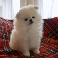 Cupid, a female Pomeranian for sale in Buffalo, NY – 5 of 10