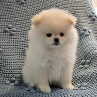 Cupid, a female Pomeranian for sale in Buffalo, NY – 7 of 10