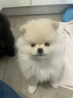Cupid, a female Pomeranian for sale in Buffalo, NY – 9 of 10