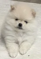 Cupid, a female Pomeranian for sale in Buffalo, NY – 2 of 10