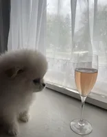 Cupid, a female Pomeranian for sale in Buffalo, NY – 6 of 10
