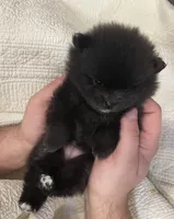 Minnie, a female Pomeranian for sale in Buffalo, NY – 3 of 5