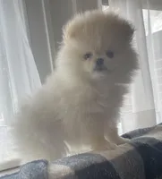 Cupid, a female Pomeranian for sale in Buffalo, NY – 3 of 10