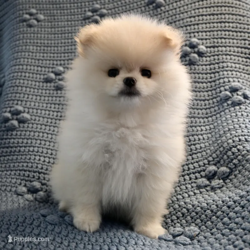 Cupid – Pomeranian puppy for sale in Buffalo, NY