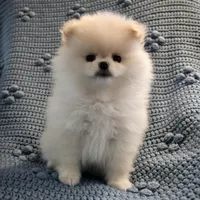Cupid, a female Pomeranian for sale in Buffalo, NY – 8 of 10