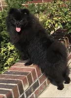 Minnie, a female Pomeranian for sale in Buffalo, NY – 5 of 5