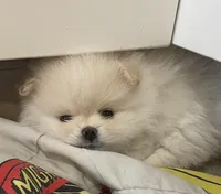 Cupid, a female Pomeranian for sale in Buffalo, NY – 4 of 10