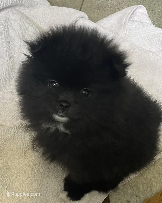 Minnie – Pomeranian puppy for sale in Buffalo, NY