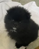 Minnie, a female Pomeranian for sale in Buffalo, NY – 1 of 5