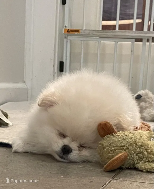 Cupid – Pomeranian puppy for sale in Buffalo, NY