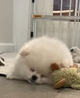 Cupid, a female Pomeranian for sale in Buffalo, NY – 1 of 10
