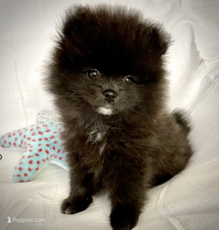 Tiny purebred Pom – Pomeranian puppy for sale in Buffalo, NY