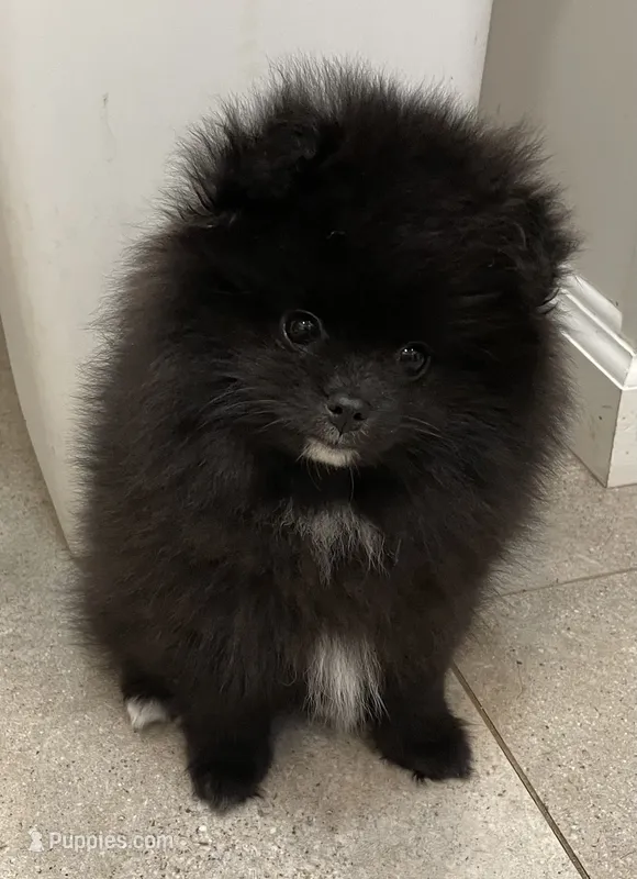 Tiny purebred Pom – Pomeranian puppy for sale in Buffalo, NY