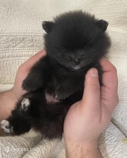 Tiny purebred Pom – Pomeranian puppy for sale in Buffalo, NY