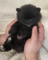 Minnie, a female Pomeranian for sale in Buffalo, NY – 4 of 5
