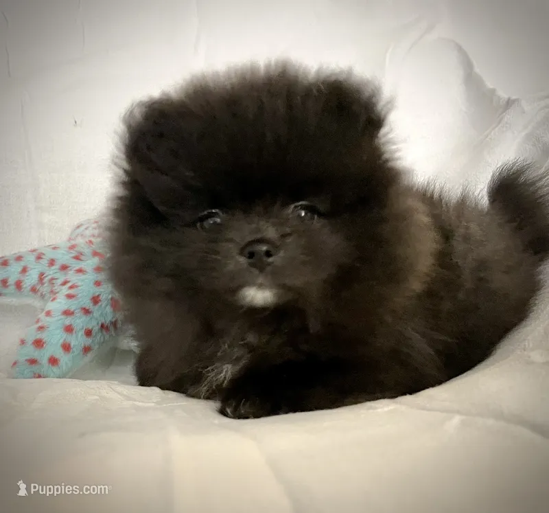 Tiny purebred Pom – Pomeranian puppy for sale in Buffalo, NY