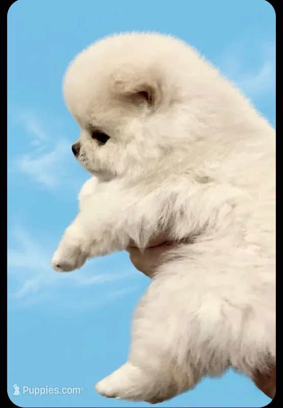 Cupid – Pomeranian puppy for sale in Buffalo, NY