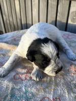 Artie, a male Miniature Schnauzer for sale in Clermont, FL – 2 of 2