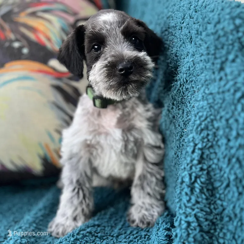 Artie – Miniature Schnauzer puppy for sale in Clermont, FL