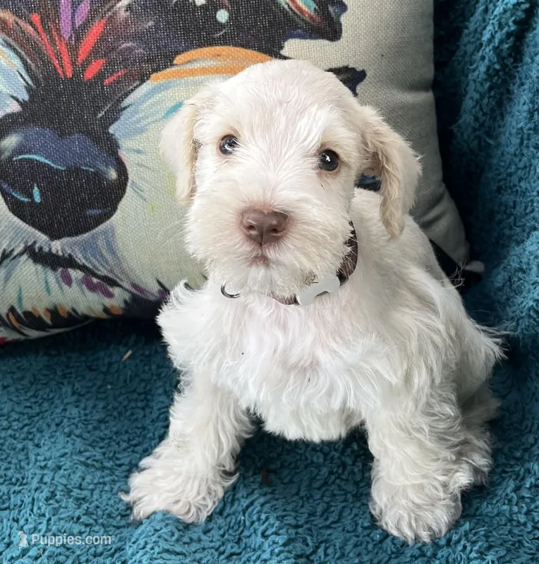 Light Red Wheaton – Miniature Schnauzer puppy for sale in Clermont, FL