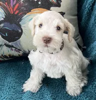 Light Red Wheaton, a male Miniature Schnauzer for sale in Clermont, FL – 1 of 3