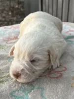Light Red Wheaton, a male Miniature Schnauzer for sale in Clermont, FL – 3 of 3