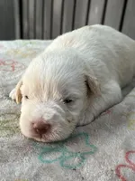 Light Red Wheaton, a male Miniature Schnauzer for sale in Clermont, FL – 2 of 3