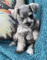 Chuckles (Chuckie), a female Miniature Schnauzer for sale in Clermont, FL – 2 of 3