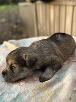 Chuckles (Chuckie), a female Miniature Schnauzer for sale in Clermont, FL – 3 of 3