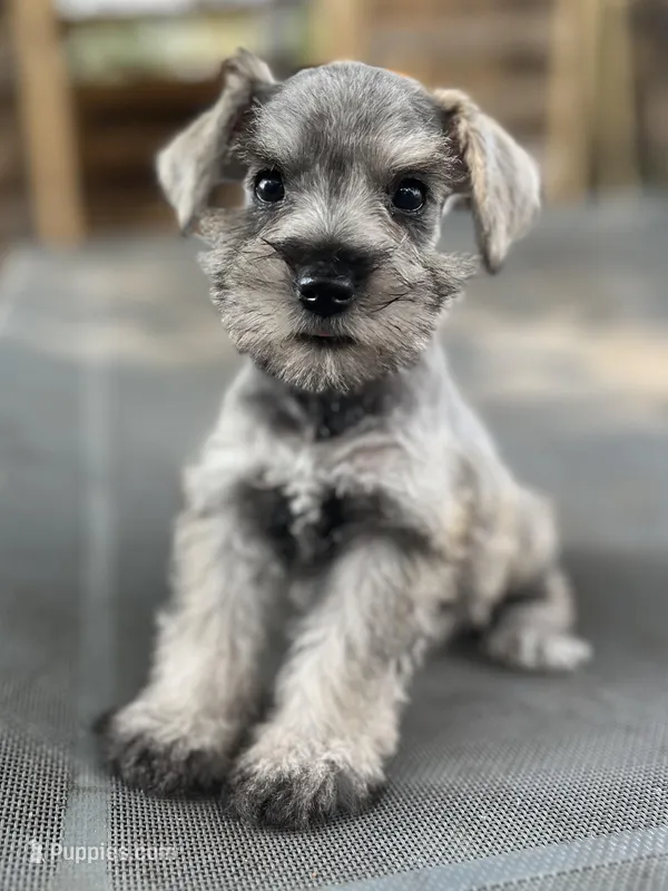 Chuckles (Chuckie) – Miniature Schnauzer puppy for sale in Clermont, FL