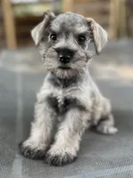 Chuckles (Chuckie), a female Miniature Schnauzer for sale in Clermont, FL – 1 of 3