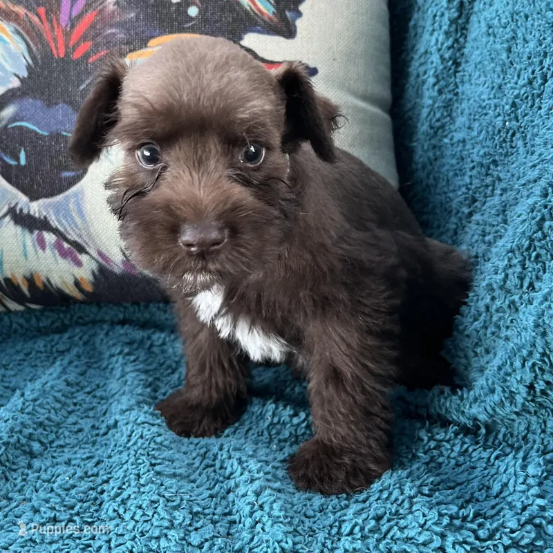 Freddie – Miniature Schnauzer puppy for sale in Clermont, FL