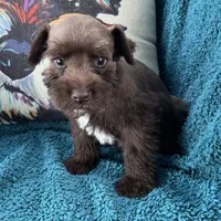 Freddie, a male Miniature Schnauzer for sale in Clermont, FL – 1 of 2