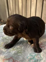Freddie, a male Miniature Schnauzer for sale in Clermont, FL – 2 of 2