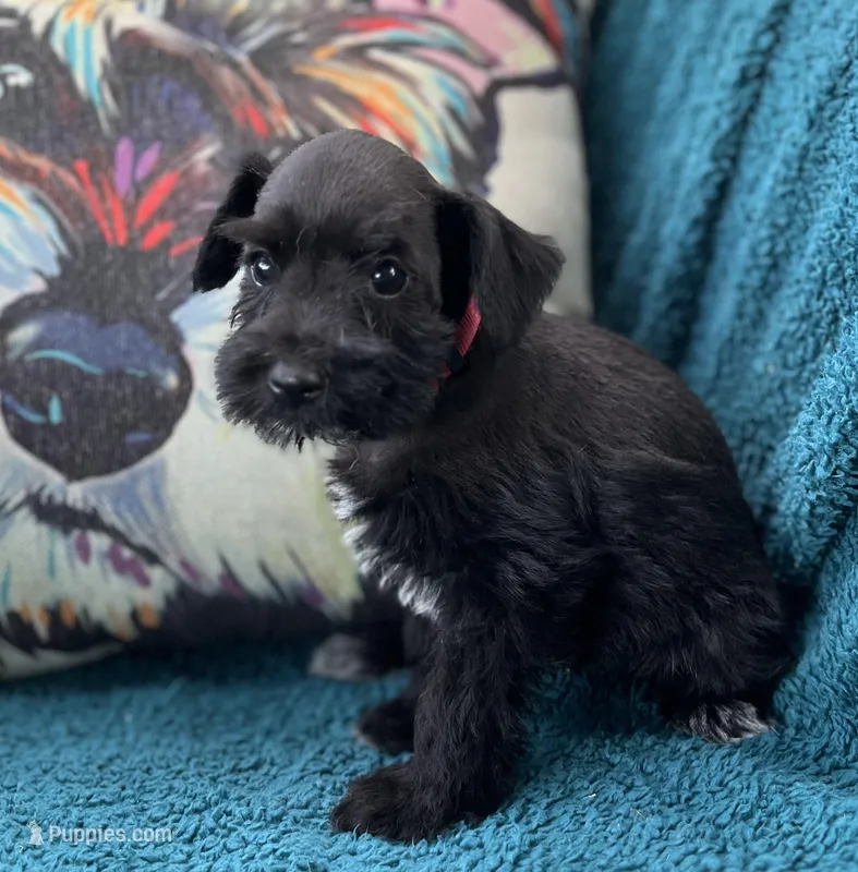 Anabel – Miniature Schnauzer puppy for sale in Clermont, FL