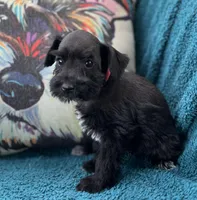 Anabel, a female Miniature Schnauzer for sale in Clermont, FL – 1 of 2
