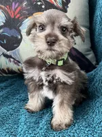 Jace (Jason), a male Miniature Schnauzer for sale in Clermont, FL – 2 of 3