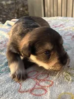 Jace (Jason), a male Miniature Schnauzer for sale in Clermont, FL – 3 of 3