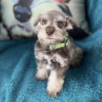 Jace (Jason), a male Miniature Schnauzer for sale in Clermont, FL – 1 of 3