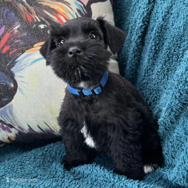 Han (Hanibal) – Miniature Schnauzer puppy for sale in Clermont, FL