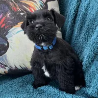 Han (Hanibal), a male Miniature Schnauzer for sale in Clermont, FL – 1 of 2