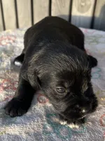 Han (Hanibal), a male Miniature Schnauzer for sale in Clermont, FL – 2 of 2