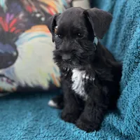 Mikey, a male Miniature Schnauzer for sale in Clermont, FL – 1 of 2
