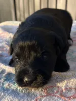 Mikey, a male Miniature Schnauzer for sale in Clermont, FL – 2 of 2