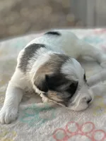 S/P parti girl, a female Miniature Schnauzer for sale in Clermont, FL – 2 of 2
