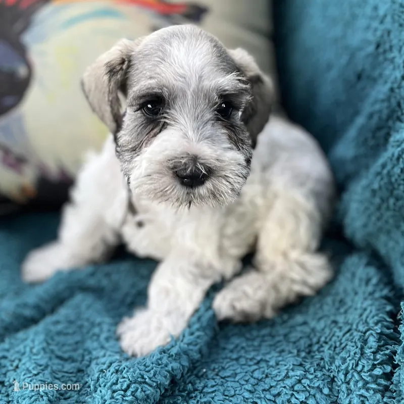 S/P parti girl – Miniature Schnauzer puppy for sale in Clermont, FL