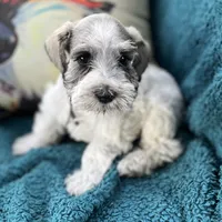 S/P parti girl, a female Miniature Schnauzer for sale in Clermont, FL – 1 of 2