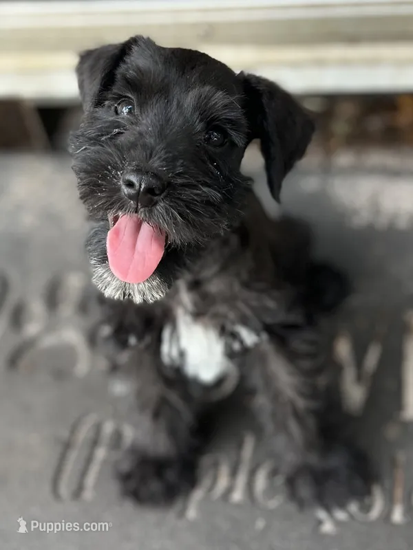 Han (Hanibal) – Miniature Schnauzer puppy for sale in Clermont, FL