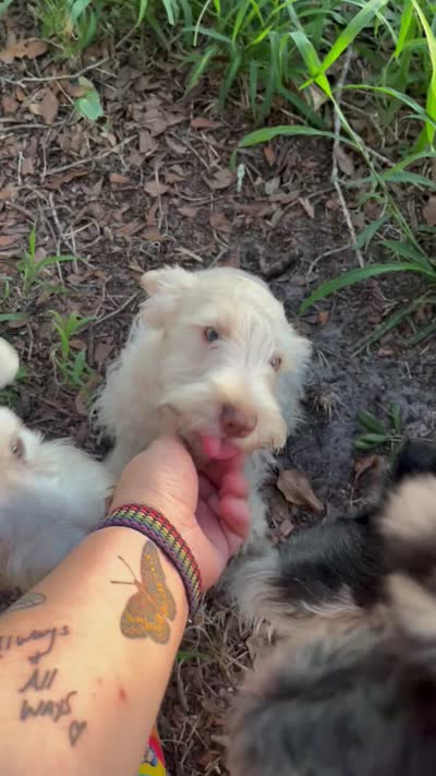 Peter - Light Red Wheaton, a male Miniature Schnauzer for sale in Clermont, FL – 4 of 5